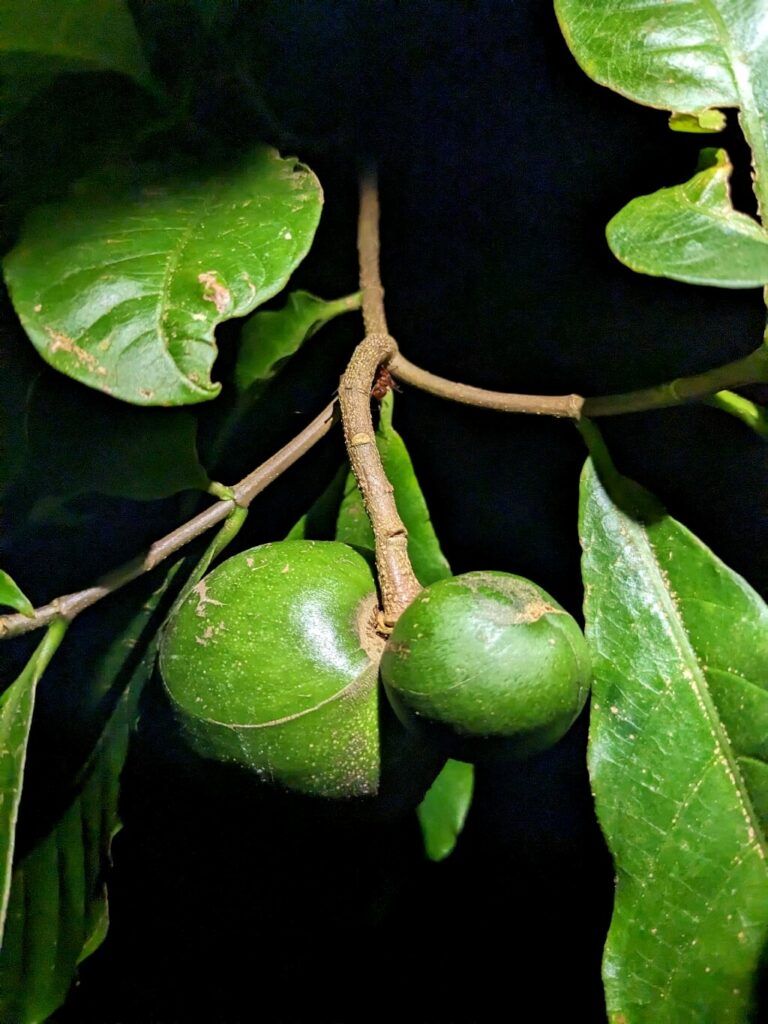 Close-up of unripe, green, oval-shaped fruits hanging from the branches of a Tabernaemontana tree in the Bijagua rainforest at night.