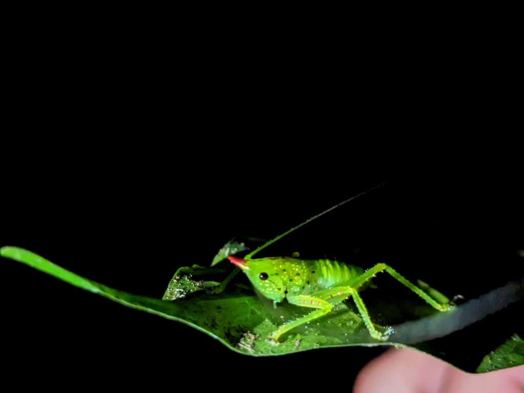 Greenish-yellow Red-horned Katydid perched on a leaf at night in the Bijagua rainforest, showcasing black eyes and excellent camouflage.