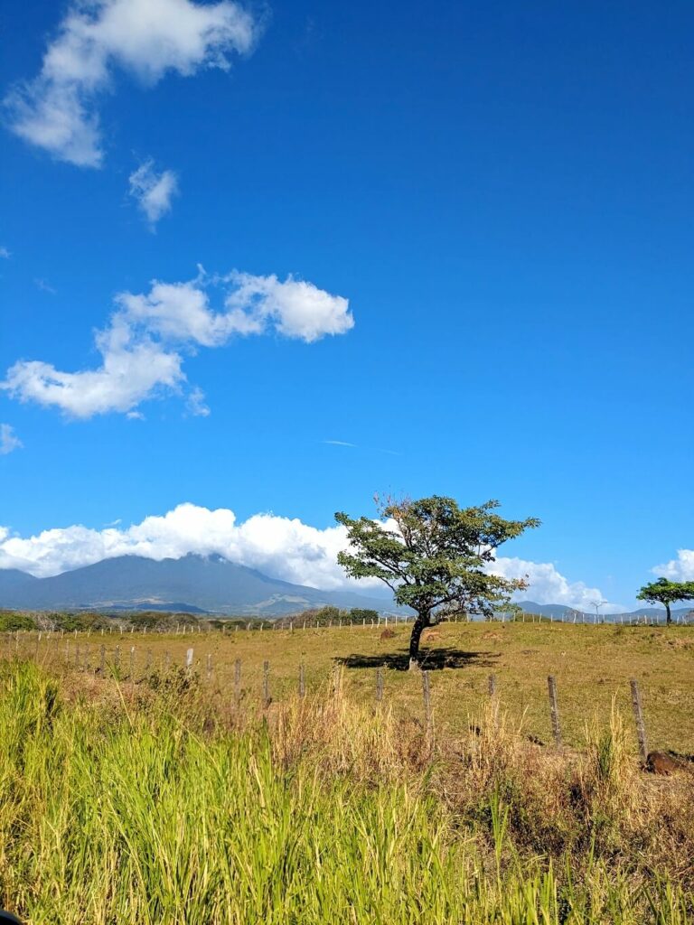 Lonely tree on fincas between Cañas and Bijagua