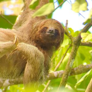 Image of a Bradypus variegatus (Three-toed sloth) hanging from its right leg and right arm while scratching its itchy chest and looking straight at the camera in the rainforest near Bijagua, Costa Rica.