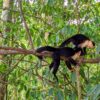 Group of Cebus Imitator monkeys in tree.