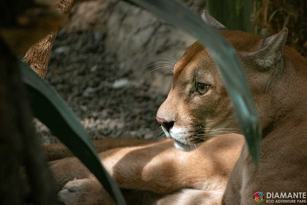 A majestic puma rests peacefully in a Costa Rican natural park, showing the beauty of the local fauna.