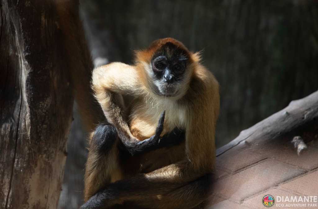 Discover Costa Rica's unique wildlife: A monkey perches peacefully in a tree.