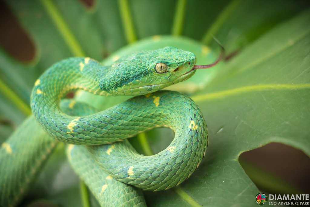 Lora snake, venomous and common in Costa Rica, seen in its natural habitat.