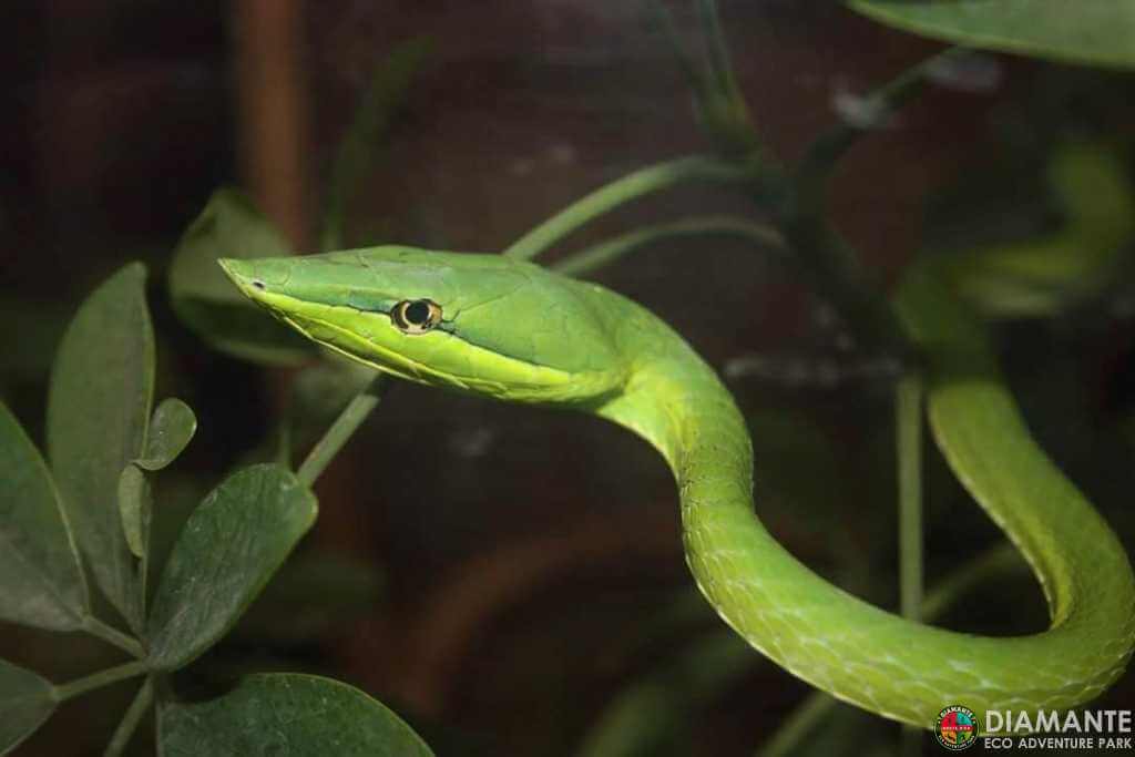 Discover the bejuquilla snake on a nature tour in Costa Rica
