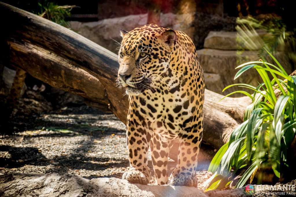 A leopard walks cautiously through the dense vegetation of a natural park.