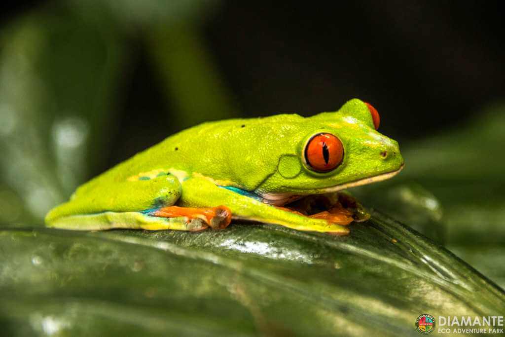 Red-eyed frog resting on a green leaf