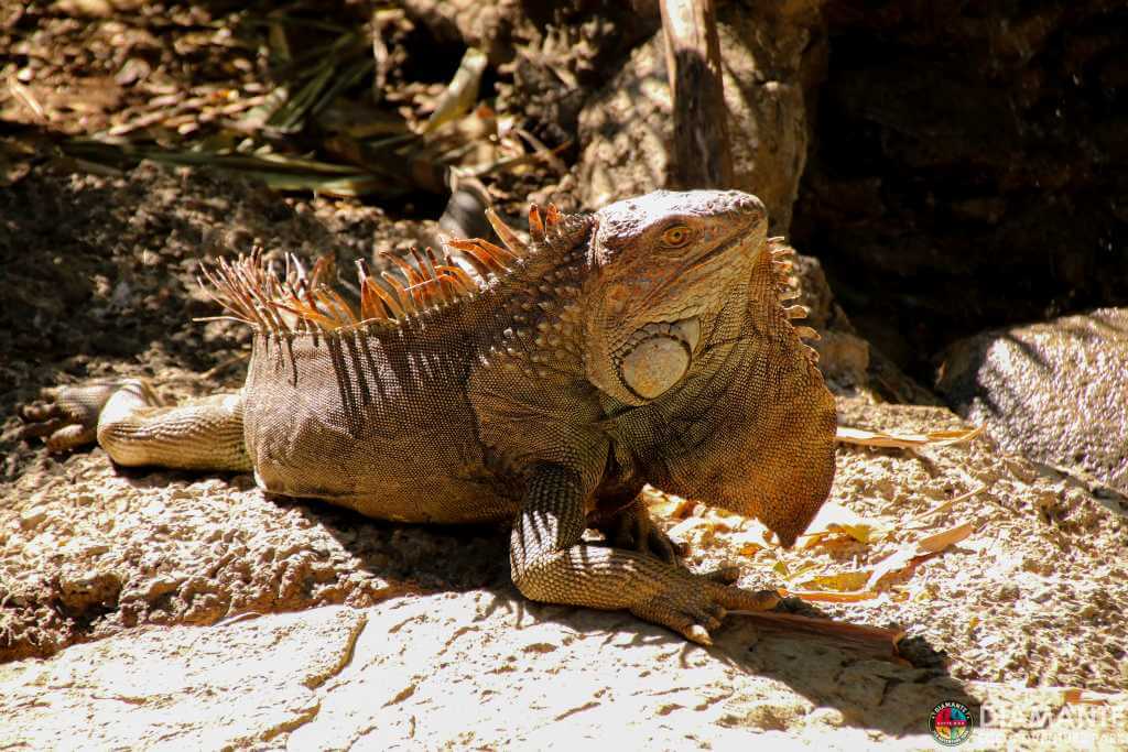 Iguana sunbathing, relaxing on a rock