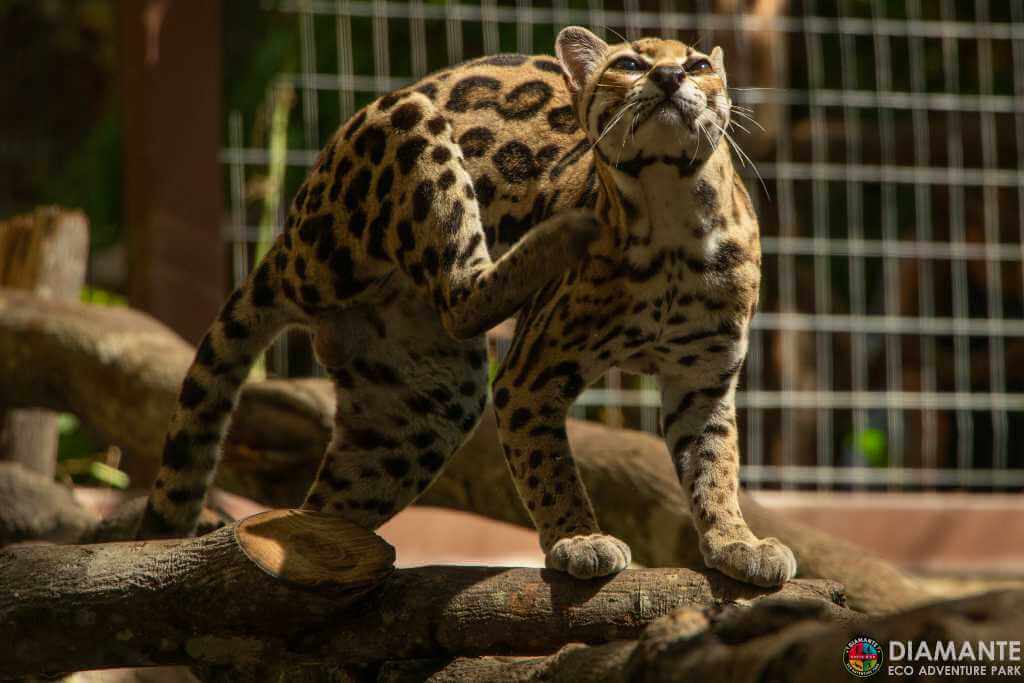 Ocelot scratching in its natural habitat, showing a tender pose