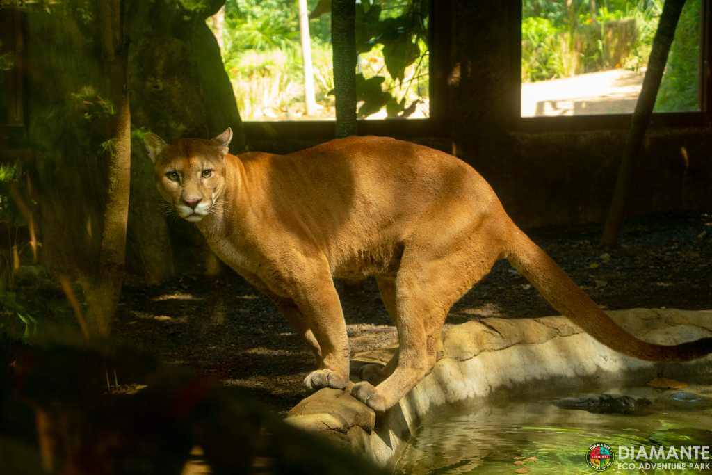 A puma moves nimbly among the rocks and vegetation of the park.