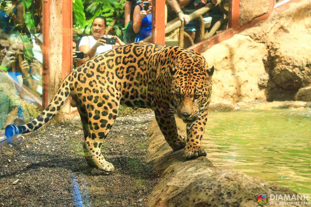 A jaguar with dominant posture, observed by tourists from a safe area.