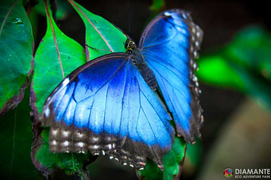 Blue Morpho butterfly resting on leaf