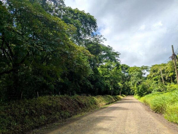 Dirt trail through a natural landscape, surrounded by vibrant vegetation and lush trees.