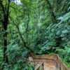 Concrete steps on the La Fortuna Waterfall trail, surrounded by dense rainforest leading to the waterfall."