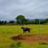 A sabanero riding his horse and training it to work on a cattle farm, a common practice in La Fortuna.