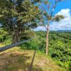 Zipline area surrounded by native vegetation, with tall trees and a nature trail.