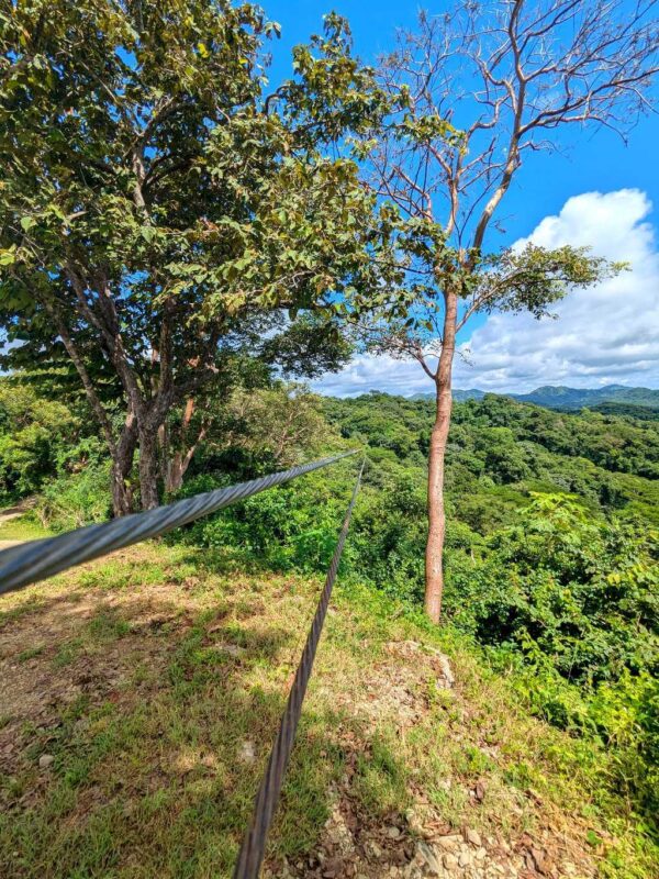 Zipline area surrounded by native vegetation, with tall trees and a nature trail.
