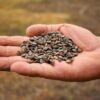A close-up of dried watermelon seeds, ready to be planted for the next growing season.