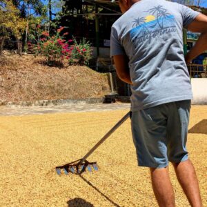 Team member spreading coffee beans on the ground for sun drying.
