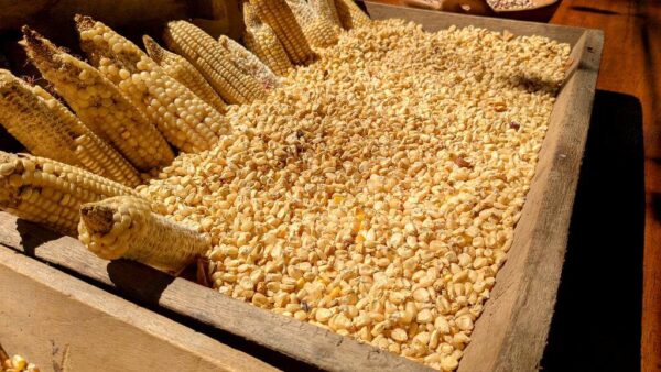 Rustic wooden box filled with corn kernels and ears of corn