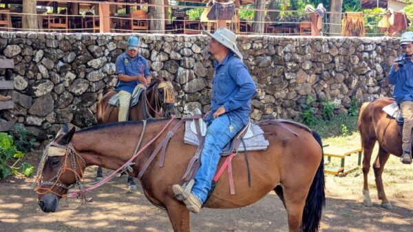 Sabanero guide on horseback, prepared to lead a cattle herding experience in a rural pasture.