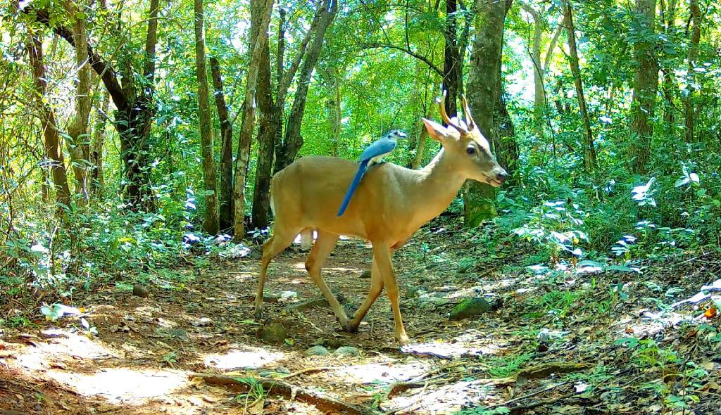 A white-tailed deer walks on a trail in a dry forest with a white-throated magpie-jay perched on its back.