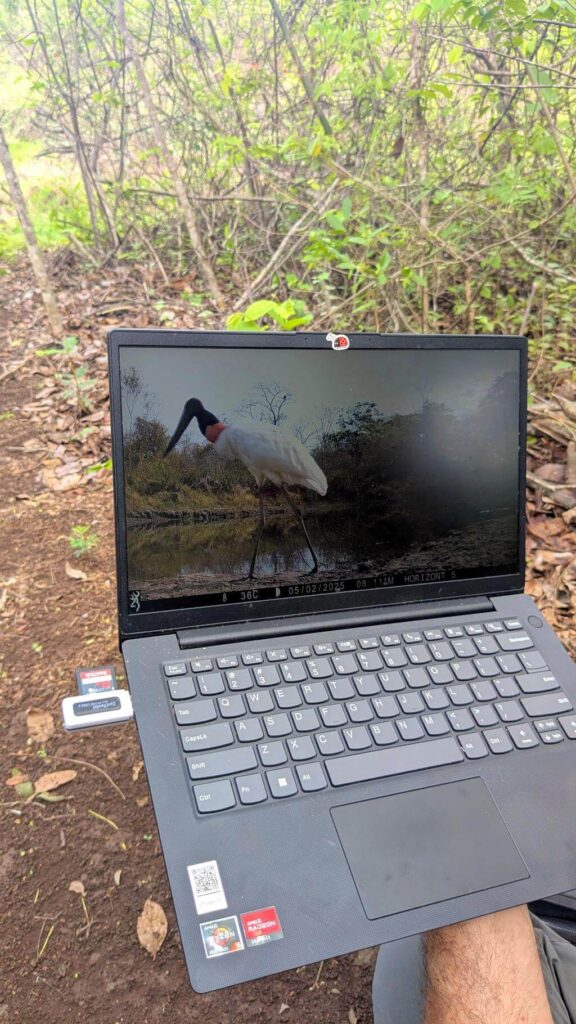 A biologist shows a laptop screen with a camera trap photo of a jabiru stork.