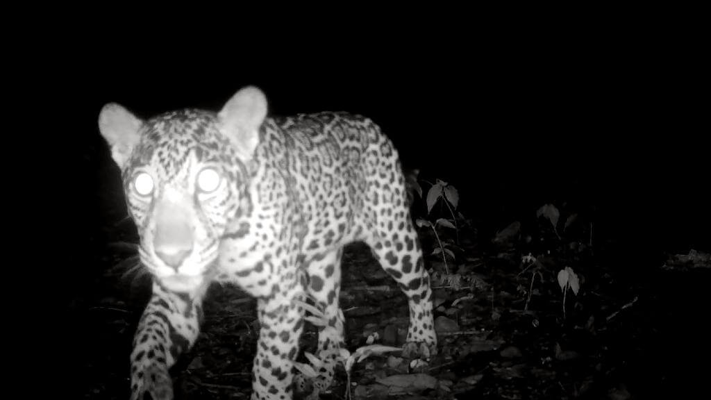 A camera trap photo of a jaguar walking through the tropical dry forest at night.