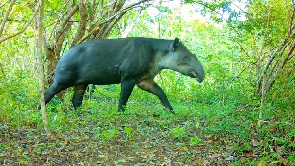 A tapir captured by a camera trap crossing a trail in Guanacaste's dry forest.
