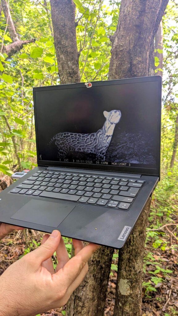 A biologist shows a wildcat on a laptop to a person on a trail in Guanacaste, Costa Rica.