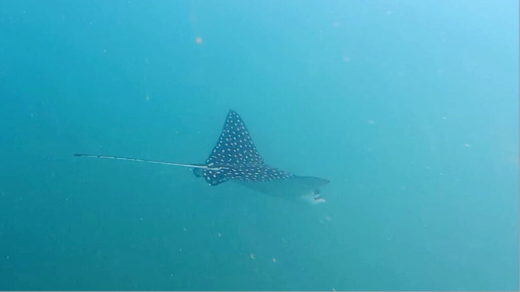 The spotted eagle ray (Aetobatus narinari)
