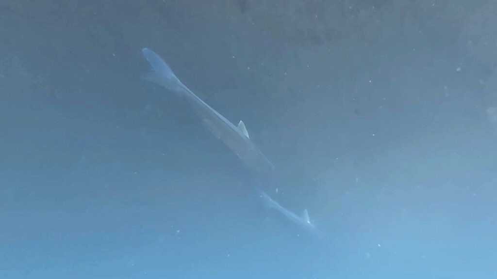 Fishes of Costa Rica