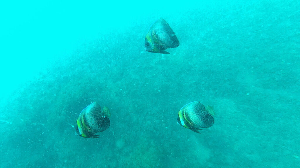 Cortez Angel Fish in Pacific Ocean Guanacaste Costa Rica