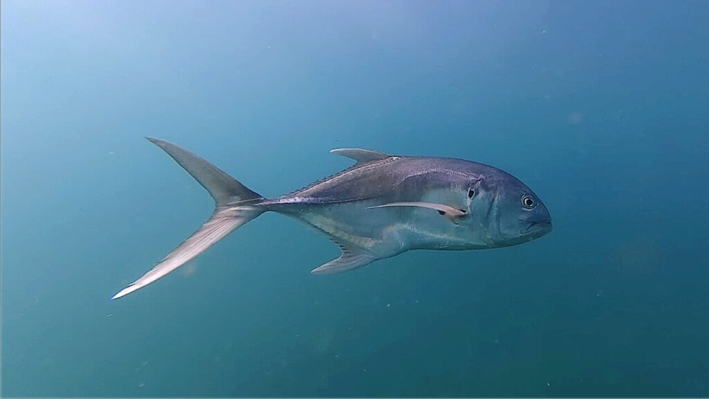 Caranx caninus, Jurel toro Pacific Crevalle Jack