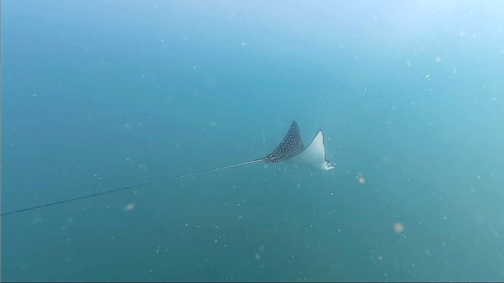 spotted eagle ray (Aetobatus narinari)
