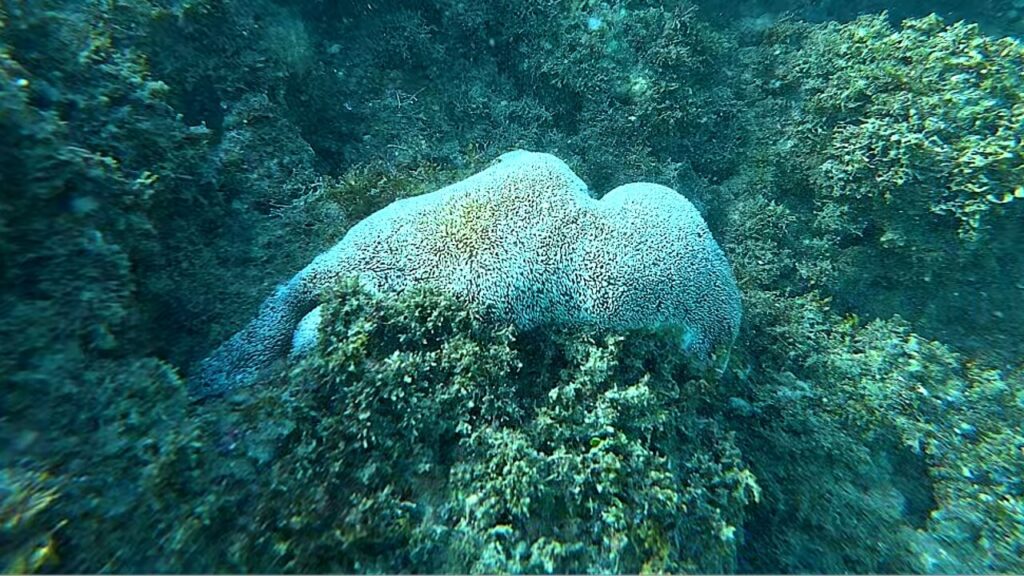 Corals in Costa Rica