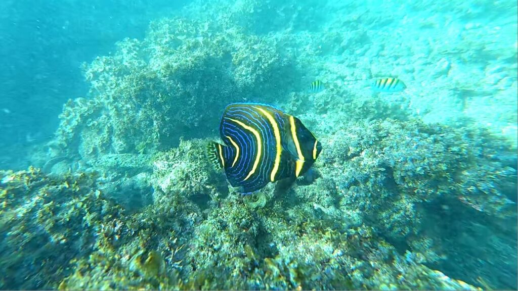 Big Juvenile of Cortez Angelfish