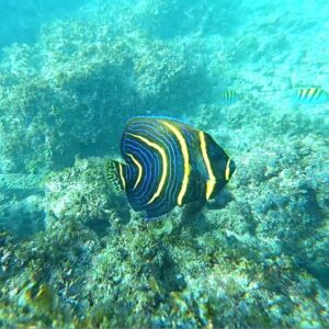 Big Juvenile of Cortez Angelfish