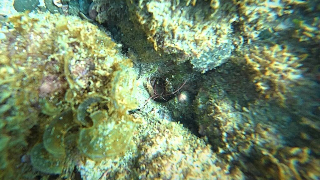 Crab in a hole buttom of the Ocean 3m depth