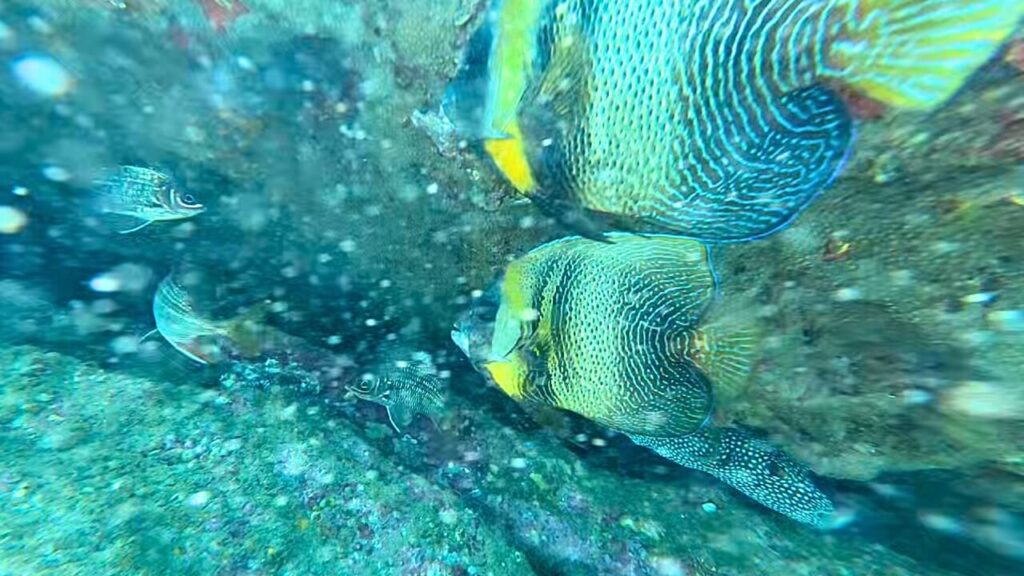 Cortez Angel Fish and tinsel squirrel fish