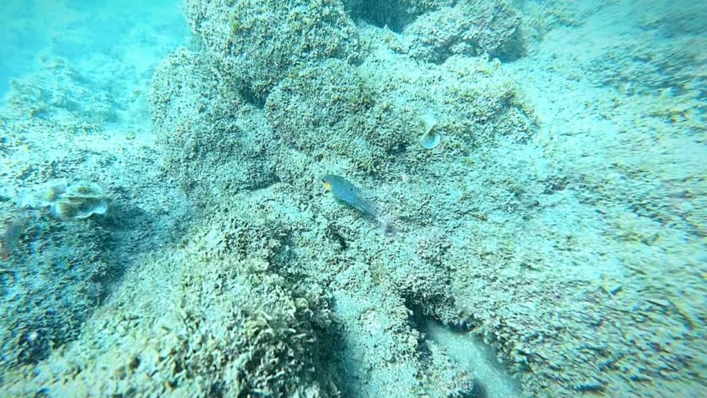 Juvenile Fish of beabrummel major