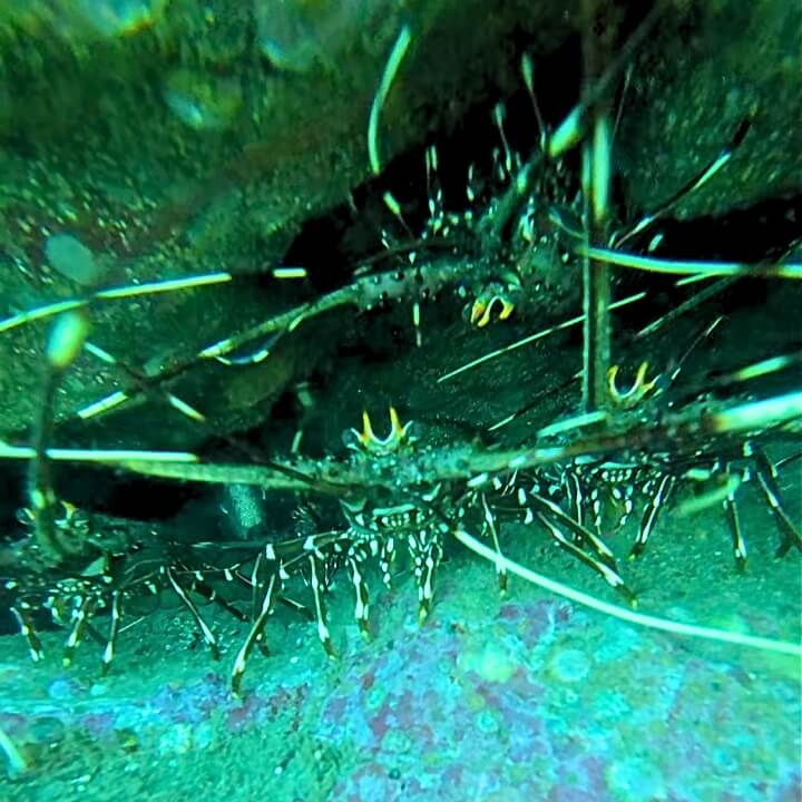 Lobsters Guanacaste Costa Rica
