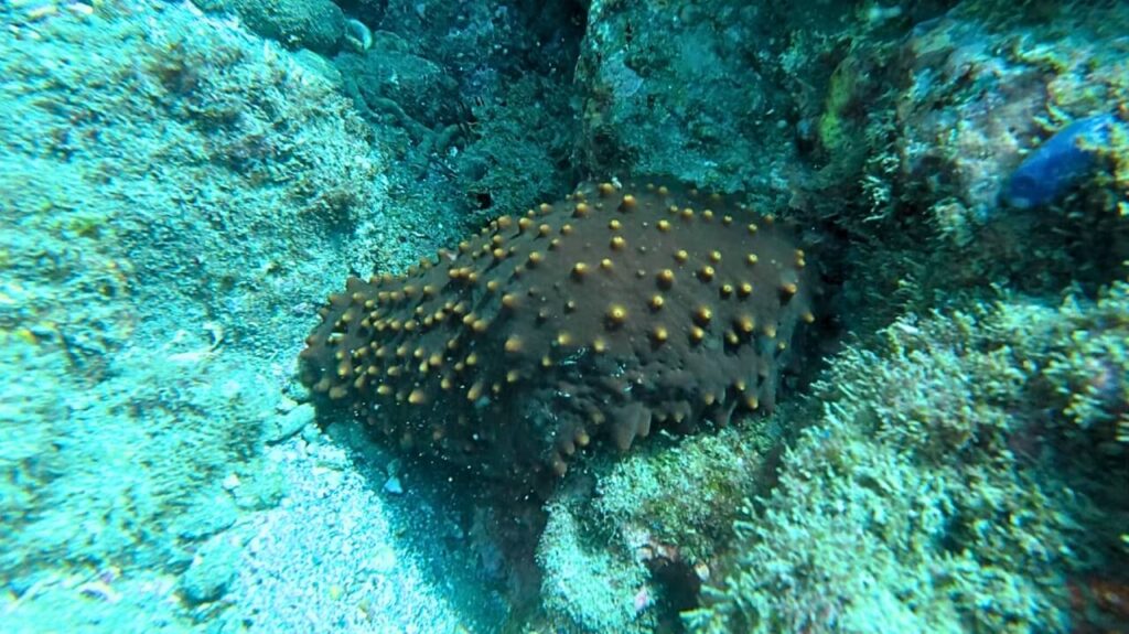 Sea Cucumber Pacific Ocean Costa Rica