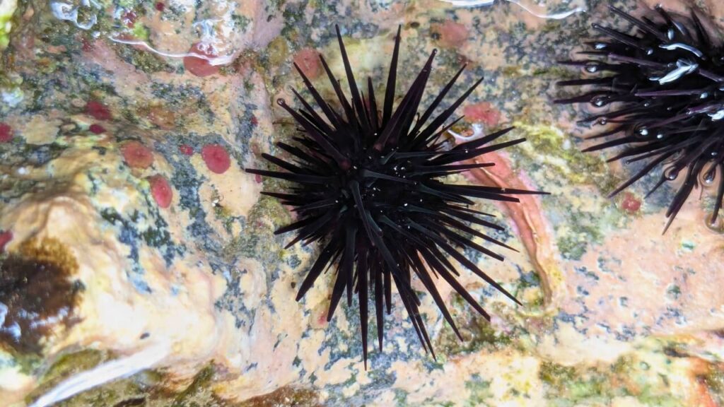 Sea Urchins photo closeup