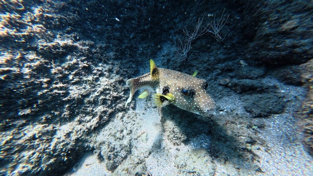 Arothron hispidus Spotted Green Puffer