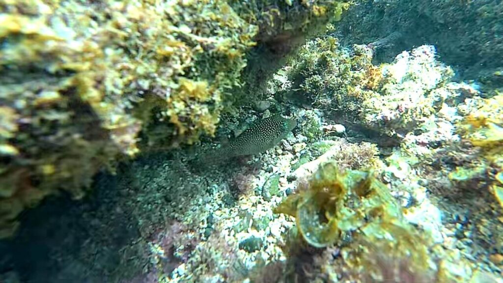 Spotted Sharpnose Puffer Canthigaster punctatissima