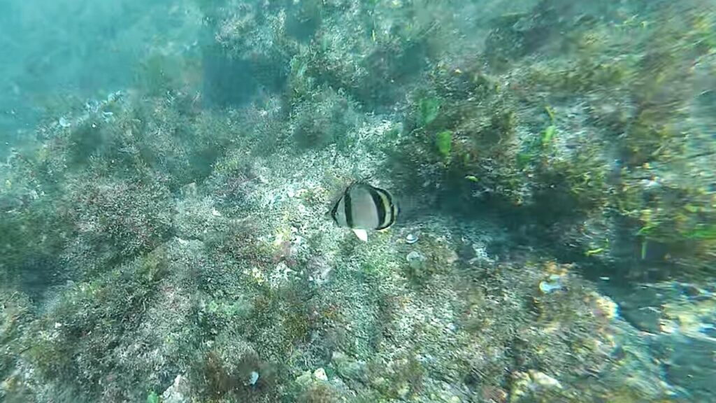 Threebanded Butterfly fish