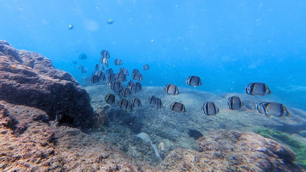 School of Threebanded butterflyfish