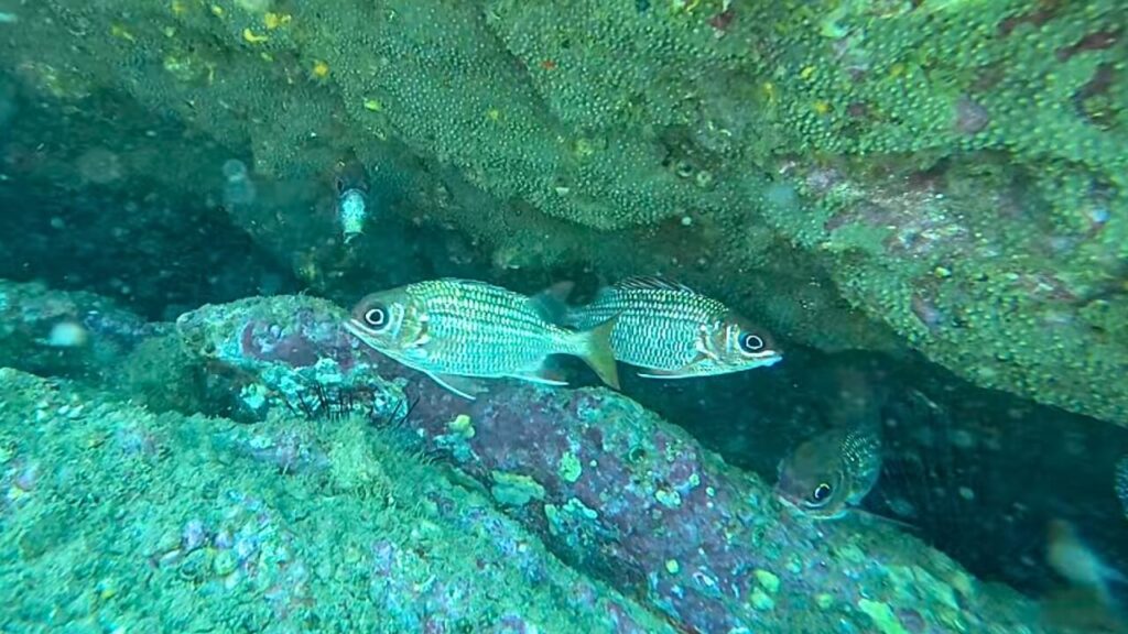 Tinsel Squirrelfish
