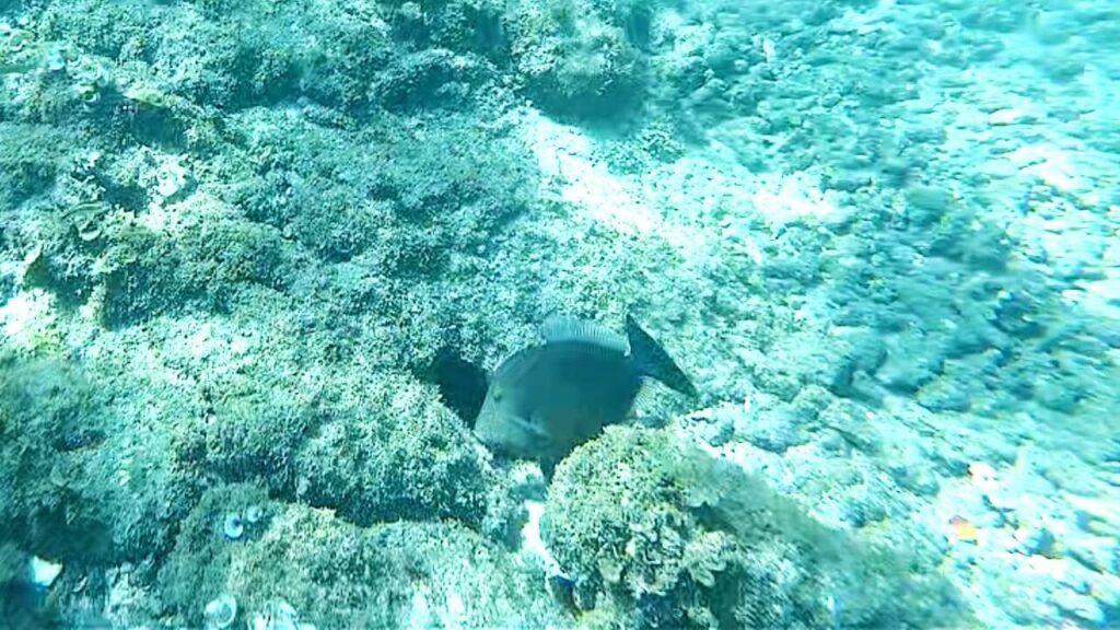 Triggerfish Pez Chancho